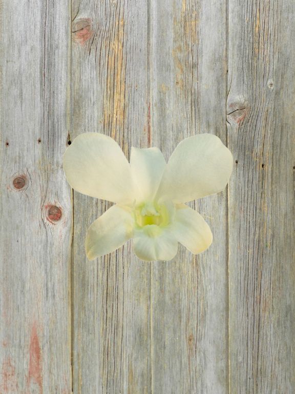 WHITE DENDROBIUM BOUQUET - 5 STEM